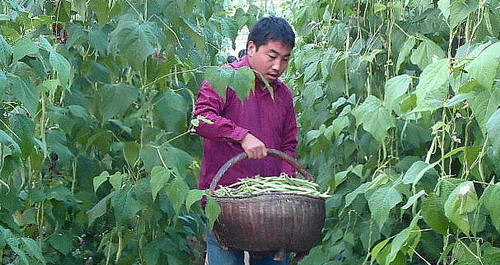 大學生為實現創業夢 種植大棚菜喜獲豐收
