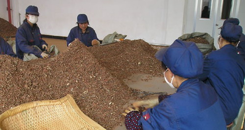 近年我市大力發展中藥材產業