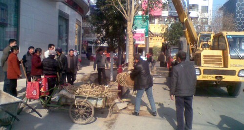 我市積極實施工農(nóng)路行道綠化改造提升工程