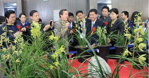 名貴蘭花傷不起