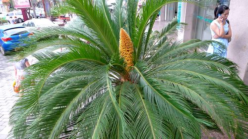 市區一株鐵樹開了花