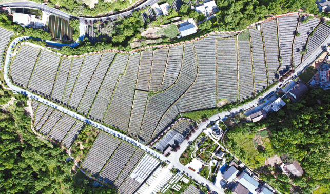 一朵木耳里的新質生產力