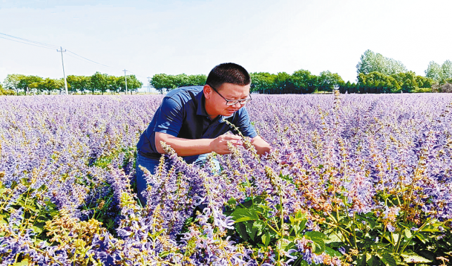商洛丹參：秦嶺藥庫的“紅色瑰寶”