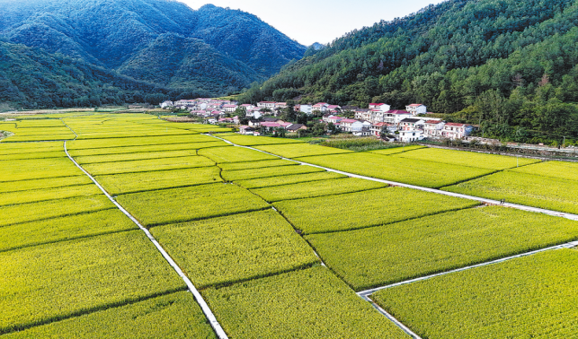 金秋處處好“豐”景