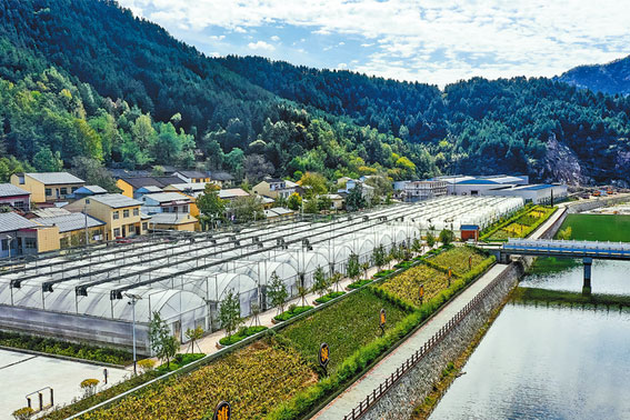 特色產業(yè)強 振興底氣足