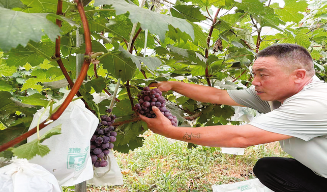 林果飄香產(chǎn)業(yè)興 “甜蜜經(jīng)濟(jì)”富百姓