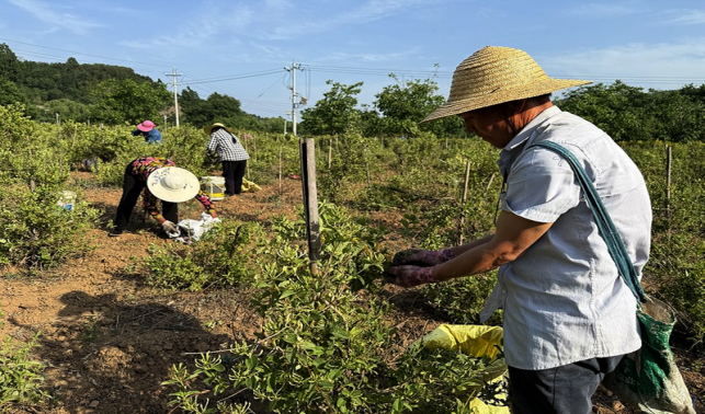 保安鎮：金銀花變身“致富花”