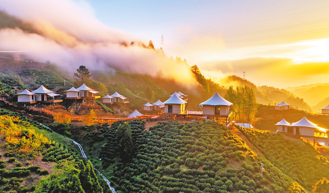 碾盤村茶旅融合出新彩