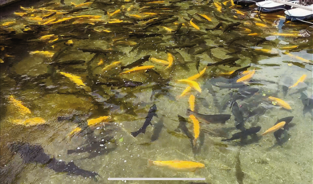 山陽冷水魚產業園項目