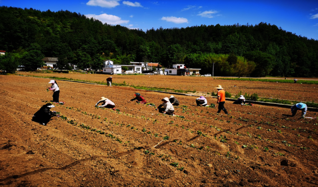 高壩店鎮：薯香小鎮添“薯”光