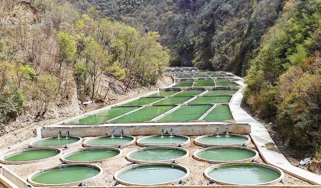 三代人砥礪奮斗 深山里茶茂魚躍