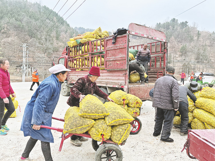 做大做強菊芋產業 拓寬群眾增收渠道