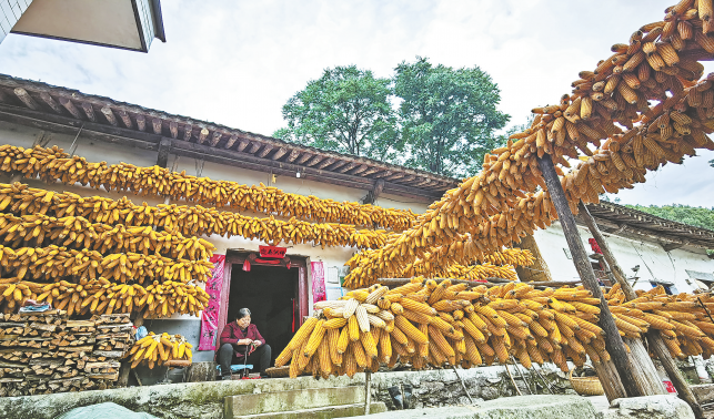 美麗鄉村秋韻濃