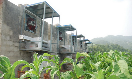 柞水煙農喜獲豐收