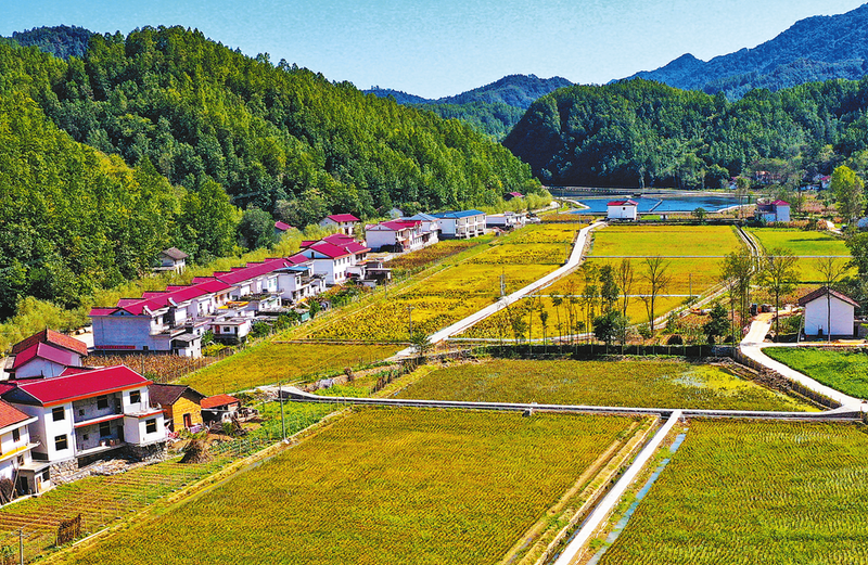 生態混養看青樹