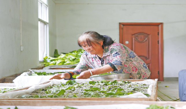 蠶桑織就致富路