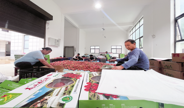 青樹村 黨建引領(lǐng)產(chǎn)業(yè)興