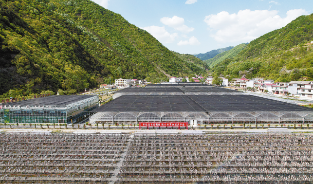 金米村：從貧困村到“金米倉”